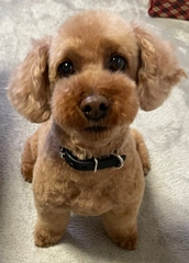 レオくん🐶🐾