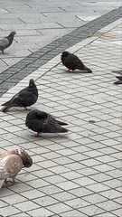 【無駄にカラスな鳩】