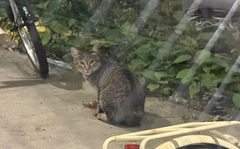 🐈