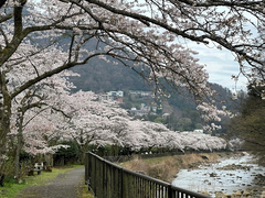 桜🌸