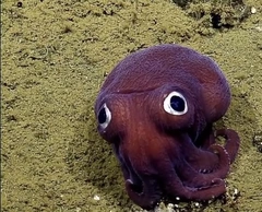 🐙