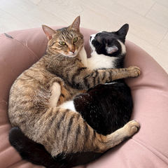 🐱