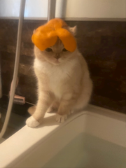 きなの挑戦🍊🐈