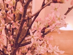 お花見🌸