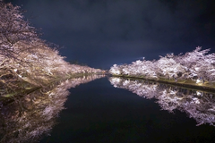 桜の季節はまだ終わりません🌸