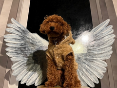 いぬ🐶