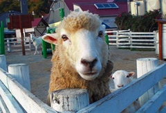オラッチェ🐏
