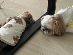 わんわん物語🐩