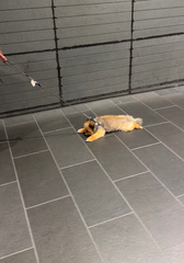 可愛すぎるわんころ🐶