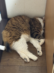 しゅっきん！！