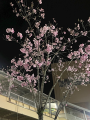 桜(*'▽'*)♪