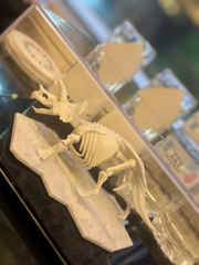 🦕✨🪐