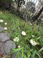 小さい秋🍄