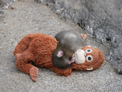 🐒🐒🐒