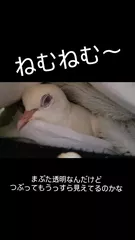 レイラの日記 20260521