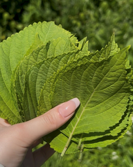 エゴマの葉!!🌿