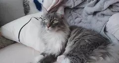 ネイトさま