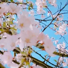 一咲Dエムの航海日誌 20200409