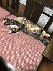 ももの癒し