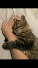 犬派だけど