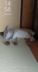 きゃわわわー🙊