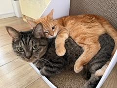 なかよし