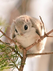 ムササビ