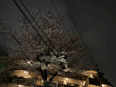くしゃみは出るが花見はしたい派