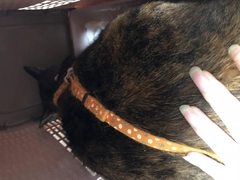 🐈😢