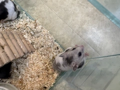 🐹♡ 新しい家族が増えました ♡🐹