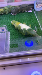 UFOキャッチャー