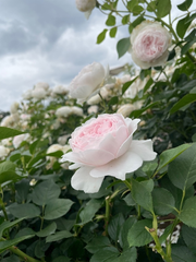 薔薇～