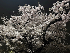 お花見行ったよーん