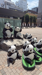 🐼