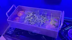 ななの日記 20260620