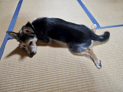 実家へ(((((((っ･ω･)っ