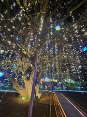 地元新潟