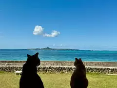 ねねの日記 20241220