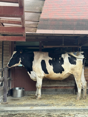 🐄