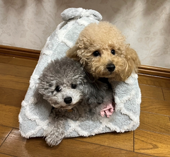 🐶🐶💗