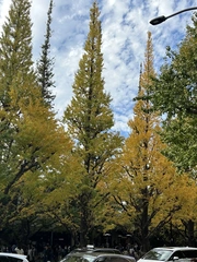 🌲🌲🌲