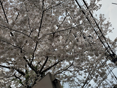 🌸