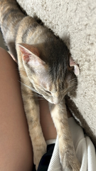 🐈⸒⸒⸒⸒