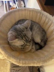 最近のねこさん