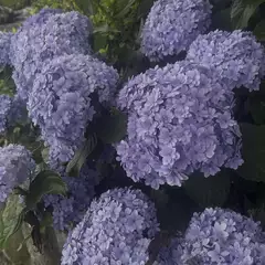 ななの日記 20260720