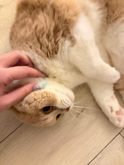 🐈⸒⸒⸒⸒