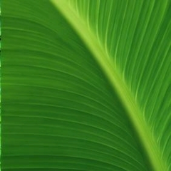 🍀