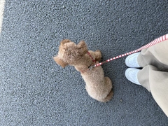 🐕 ͗ ͗