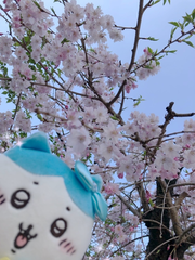 お花見𓂃🌸𓈒𓏸