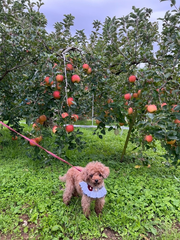 林檎🍎狩り
